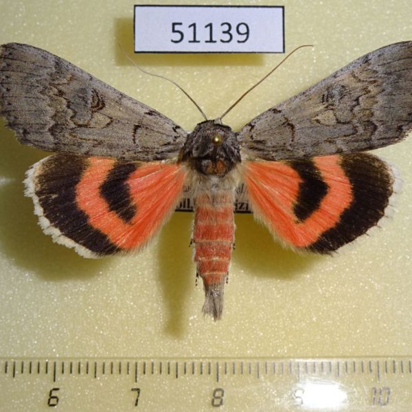 Noctuidae Catocala pacta Transbaikal reg.
