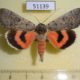 51139p-Noctuidae-Catocala-pacta-Transbaikal-reg.-6