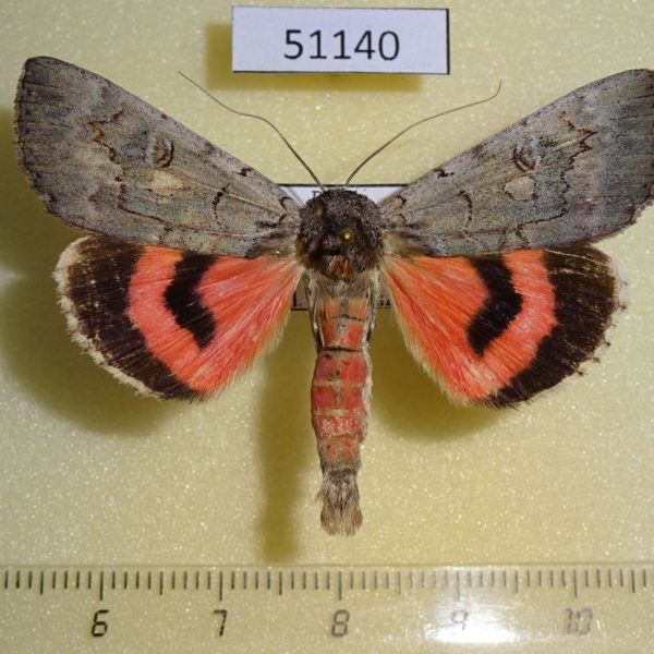 Noctuidae Catocala pacta Amur reg.