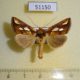 51150p-Noctuidae-Plusia-festucae-Transbaikal-reg.-5