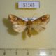 51165p-Noctuidae-Hypobarathra-icterias-f-Primorye-13