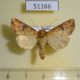 51166p-Noctuidae-Hypobarathra-icterias-Primorye-12