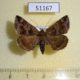 51167p-Noctuidae-Dysgonia-obscura-Primorye-10