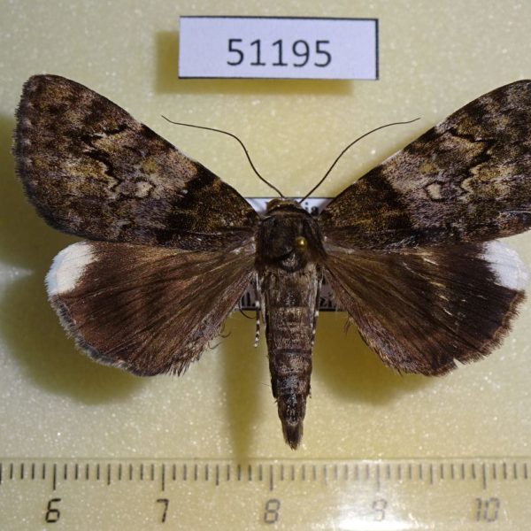 Noctuidae Catocala dissimilis Primorye