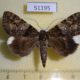 51195p-Noctuidae-Catocala-dissimilis-Primorye-5
