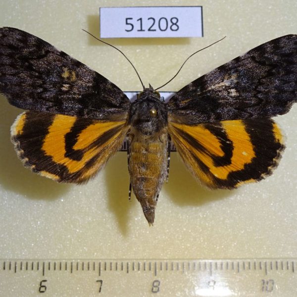 Noctuidae Catocala separans f Primorye