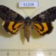 51208p-Noctuidae-Catocala-separans-f-Primorye-10