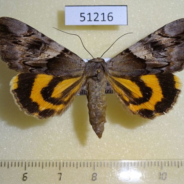 Noctuidae Catocala fulminea f Primorye