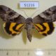 51216p-Noctuidae-Catocala-fulminea-f-Primorye-6