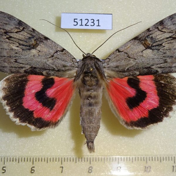 Noctuidae Catocala electa Primorye
