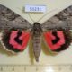 51231p-Noctuidae-Catocala-electa-Primorye-6