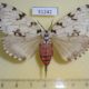 51242p-Lymantridae-Lymantria-monacha-f-Primorye-8