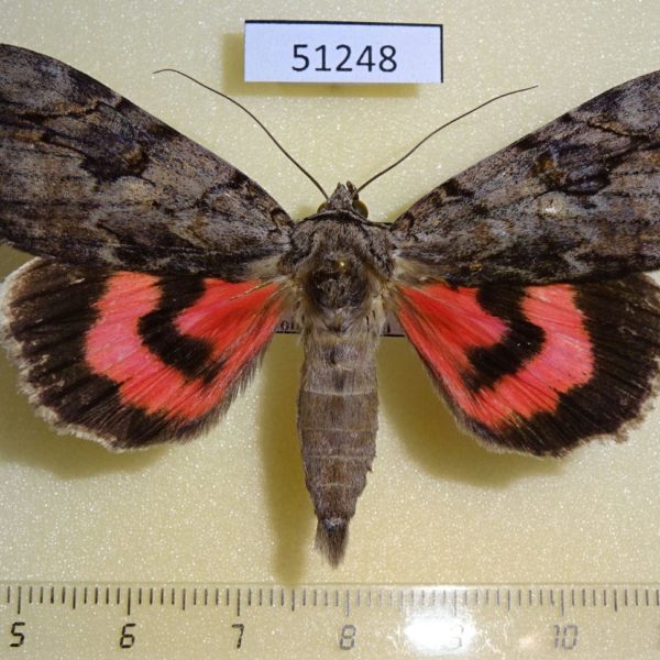 Noctuidae Catocala electa Primorye