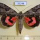 51248p-Noctuidae-Catocala-electa-Primorye-7