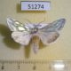 51274p-Noctuidae-Cucullia-argentea-Primorye-20