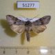 51277p-Noctuidae-Cucullia-humilis-Primorye-10