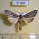 51280p-Noctuidae-Cucullia-fraudatrix-Primorye-7