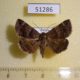 51286p-Noctuidae-Dysgonia-obscura-Primorye-10