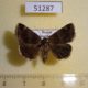 51287p-Noctuidae-Dysgonia-obscura-Primorye-8