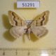 51291p-Geometridae-Rhodostrophia-jacularia-Tyva-rep.-8