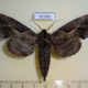 51305p-Sphingidae-Phillosphingia-dissimilis-Primorye-7