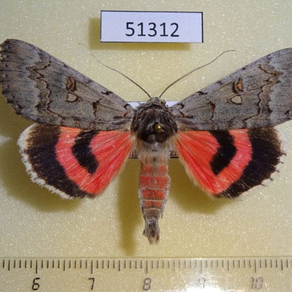 Noctuidae Catocala pacta Transbaikal reg.