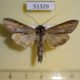 51329p-Noctuidae-Cucullia-kurilullia-kurilullia-Primorye-15