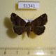 51341p-Noctuidae-Dysgonia-obscura-Primorye-10