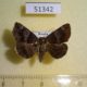 51342p-Noctuidae-Dysgonia-obscura-Primorye-10