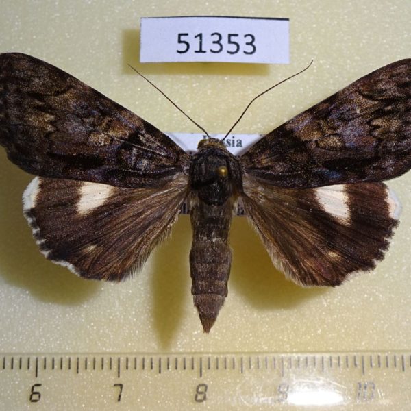 Noctuidae Catocala nagioides f Primorye