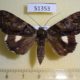 51353p-Noctuidae-Catocala-nagioides-f-Primorye-6