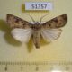 51357p-Noctuidae-Agrotis-segetum-Primorye-7