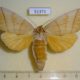 51371p-Notodontidae-Euchampsonia-cristata-f-Primorye-10