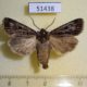 51438p-Noctuidae-Agrotis-trifurcula-Transbaikal-reg.-5