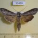 51439p-Noctuidae-Cucullia-distinguenda-Transbaikal-reg.-10