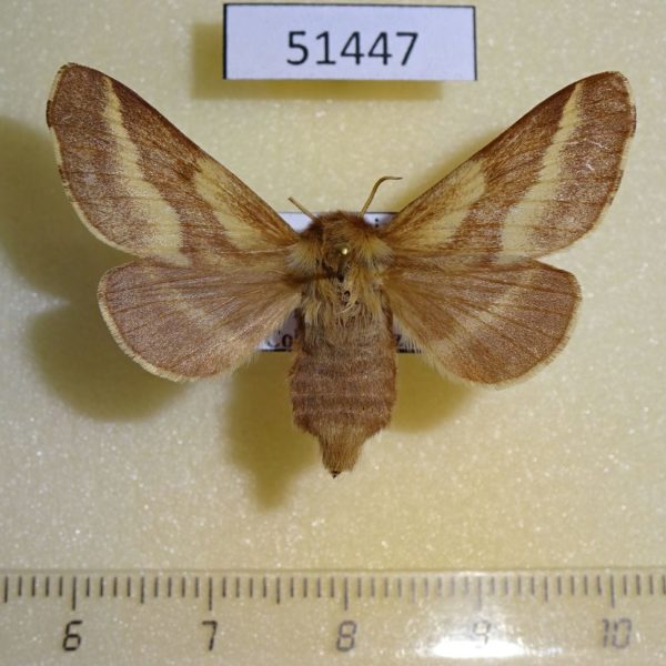 Lasiocampidae Malacosoma castrense f Transbaikal reg.