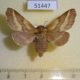 51447p-Lasiocampidae-Malacosoma-castrense-f-Transbaikal-reg.-10