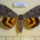51450p-Noctuidae-Catocala-bella-f-Transbaikal-reg.-7