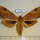 51468p-Sphingidae-Clanis-undulosa-Primorye-9