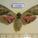 51482p-Sphingidae-Callambulyx-tatarinovi-f-Primorye-25