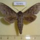 51491p-Sphingidae-Sphingulus-mus-Primorye-6