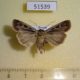 51539p-Noctuidae-Pseudohermonassa-ononensis-Transbaikal-reg.-10