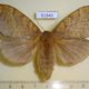 51543p-Lasiocampidae-Cyclophragma-undans-f-Primorye-9