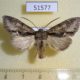 51577p-Noctuidae-Meganephria-cinerea-Primorye-5