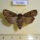 51581p-Noctuidae-Hermonassa-cecilia-f-Primorye-10