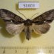51603p-Noctuidae-Meganephria-cinerea-f-Primorye-10