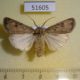 51605p-Noctuidae-Agrotis-segetum-Primorye-7