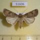 51606p-Noctuidae-Agrotis-segetum-f-Primorye-8