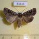 51611p-Noctuidae-Agrotis-sp.-brachypterus-f-Primorye-12