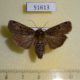 51613p-Noctuidae-Hermonassa-cecilia-Primorye-9